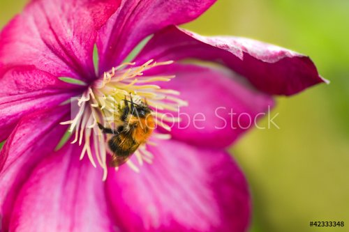 Bumble bee on pink Clematis flower - 901141080