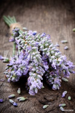 Bunch of fresh lavender
