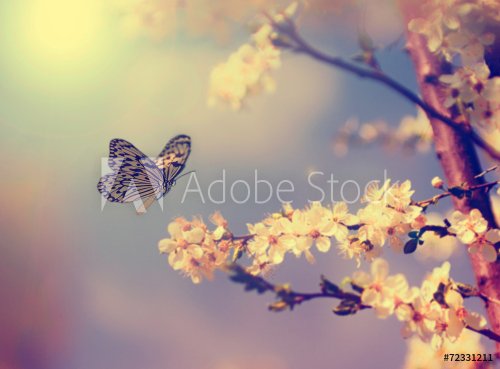 Butterfly and cherry blossom - 901144933