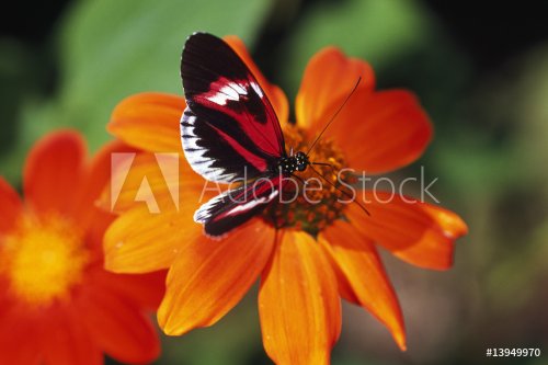 Butterfly on flower - 900093963