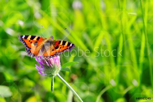 butterfly sitting on flower - 901139247