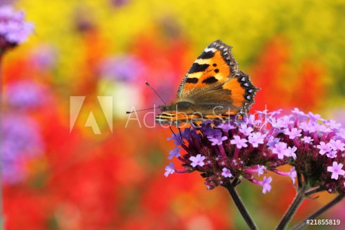 butterfly urticaria in profile sitting on flower heliotrope