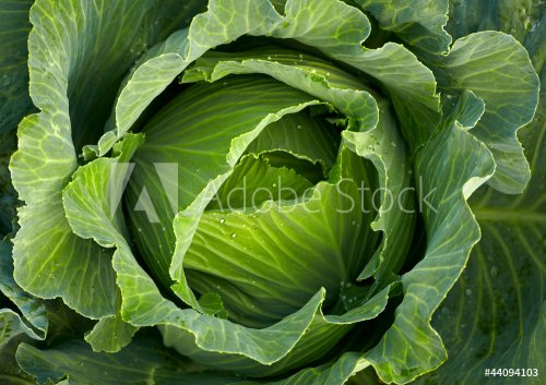 Cabbage head - 900671755