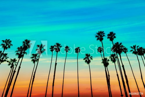 California sunset Palm tree rows in Santa Barbara - 901141296
