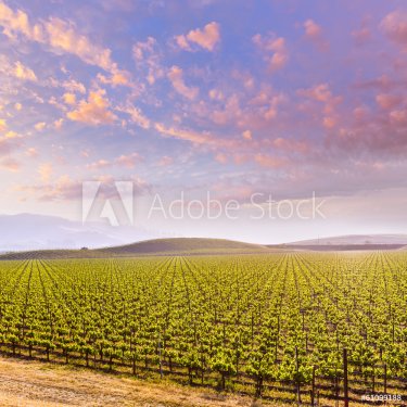 California vineyard field sunset in US