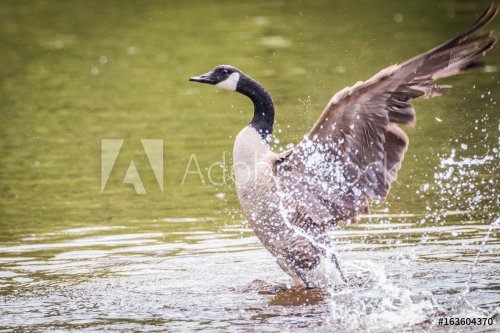 Canada Goose – Branta Canadensis