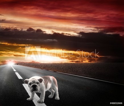 cane abbandonato sulla strada al tramonto