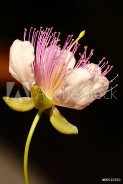 Caper blooming flower macro shot