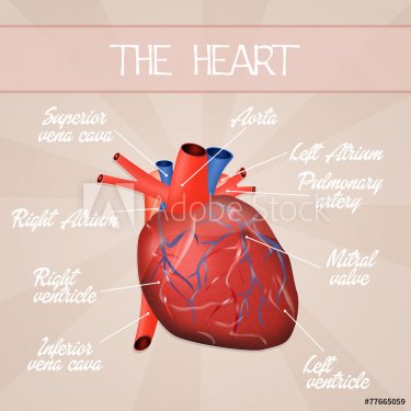 Cardiovascular system - 901145772