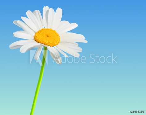 Chamomile bloom flower background - 900622706