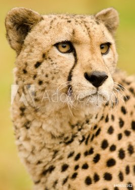 Cheetah - 901139400
