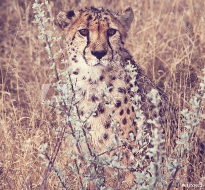 Cheetah - 901141562