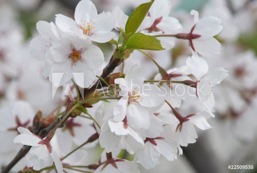 Cherry Blossom - 901154591