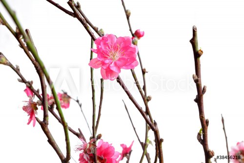 cherry blossoms for chinese new year - 901147277