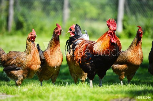 Chickens on traditional free range poultry farm - 901145042