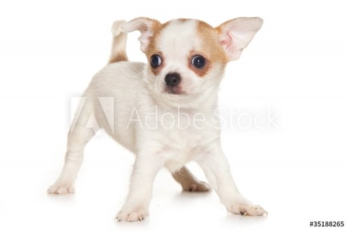 Chihuahua puppy on white background - 900437098
