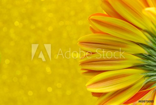 close up flower gerbera on yellow bokeh background