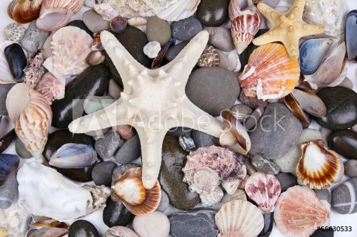Close up of sea stones and shells - 901141214