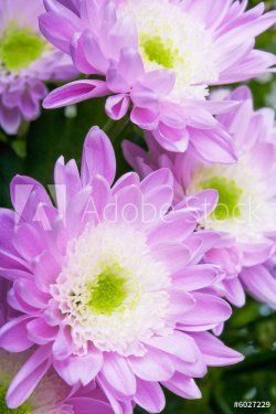 Close up of the pink daisy background - 900636579
