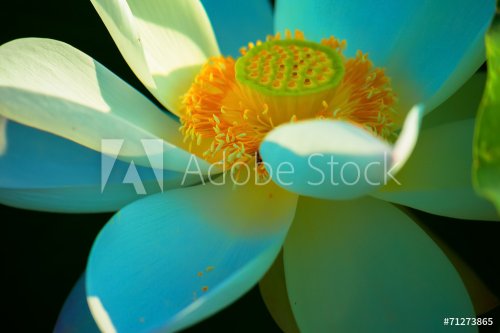 Close up of white lotus flower - 901143389