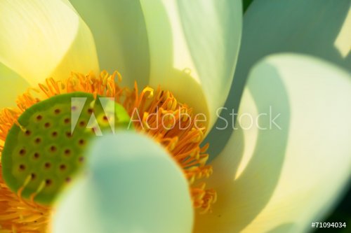Close up of white lotus flower
