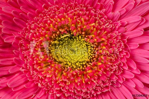 close up view of pink daisy