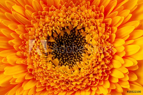 close up view of yellow daisy - 900636439