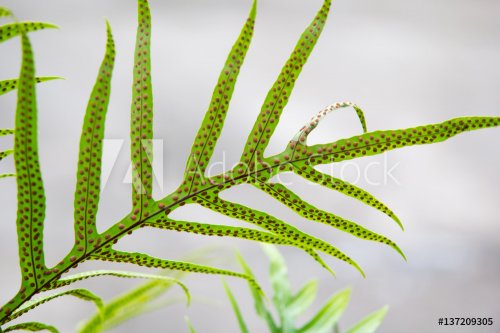 Closed up of fern spore in the forest - 901148913