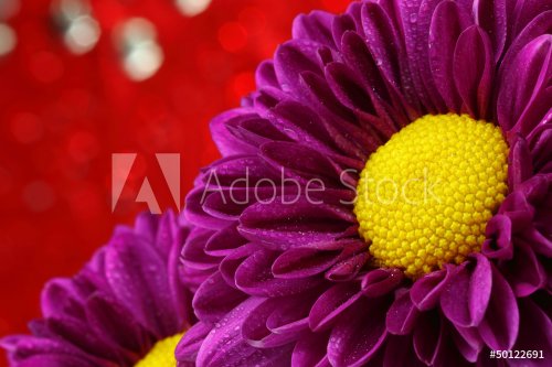Close-up chrysanthemum.