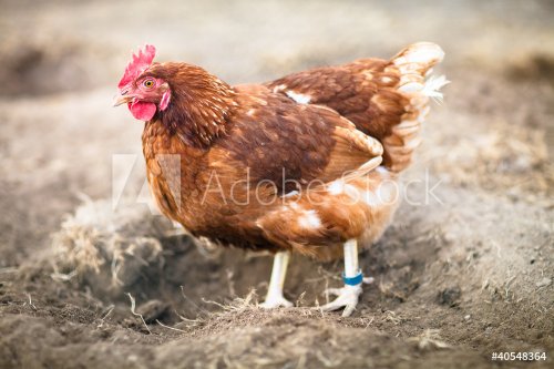 Closeup of a hen in a farmyard (Gallus gallus domesticus) - 900331339