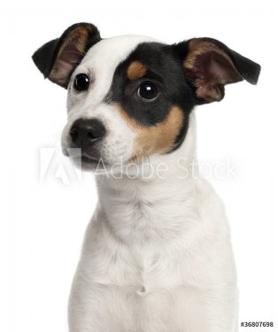 Close-up of Jack Russell Terrier puppy, 5 months old - 900437078