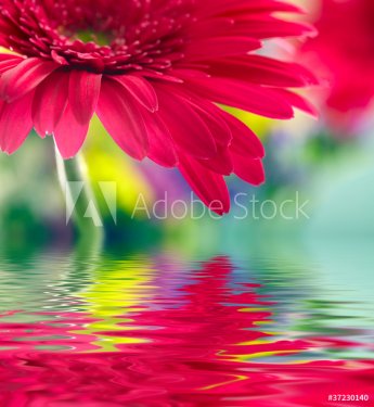 Closeup of pink daisy-gerbera reflected in the water