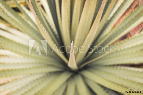 Closeup of Prickly Cactusy Plant