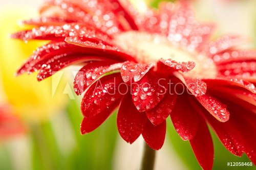 Closeup of  red daisy-gerbera with waterdrops - 900671792