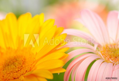 Closeup of two daisy-gerbera - 900671780