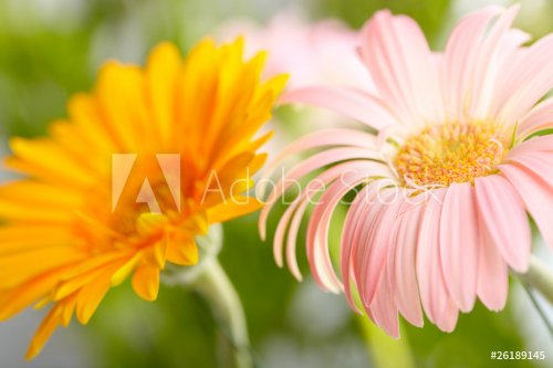 Closeup of two daisy-gerbera