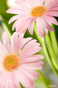 Closeup of two pink daisy-gerbera - 900671796