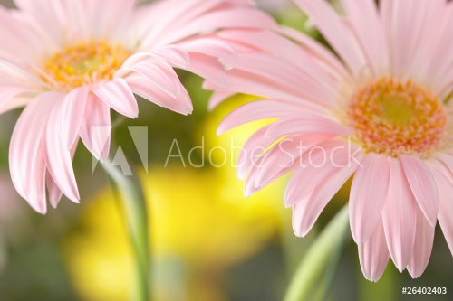 Closeup of two pink daisy-gerbera. Shallow DOF
