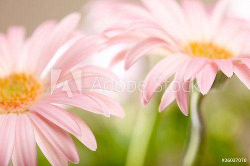 Closeup of two pink daisy-gerbera. Shallow DOF - 900673730