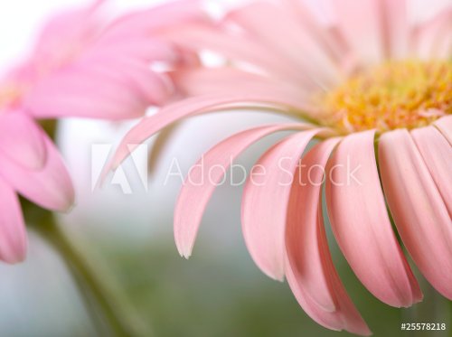 Closeup of two pink daisy-gerbera. Shallow DOF - 900673734