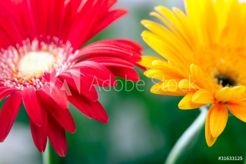 Closeup photo of red and yellow daisy-gerbera - 900673682