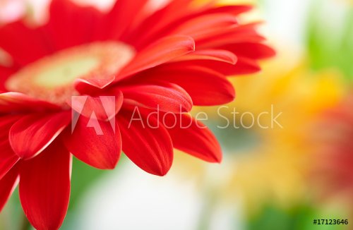 Closeup photo of red daisy-gerbera