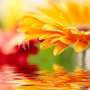 Closeup photo of yellow daisy-gerbera - 900018913