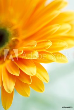 Closeup photo of yellow daisy-gerbera - 900673719
