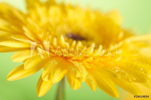 Closeup photo of yellow daisy-gerbera.