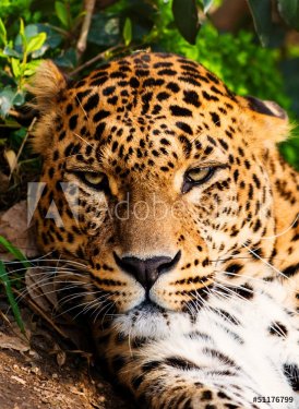 Close-up shot of a gorgeous leopardess - 901138472