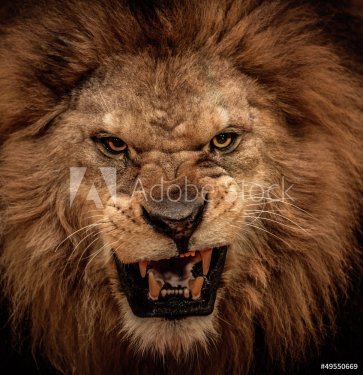 Close-up shot of roaring lion - 901137950