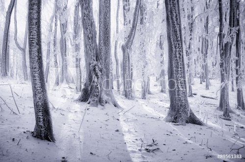 cold forest with frost on trees in winter - 901145535