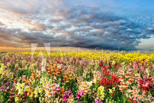 Colorful summer field - 901140050