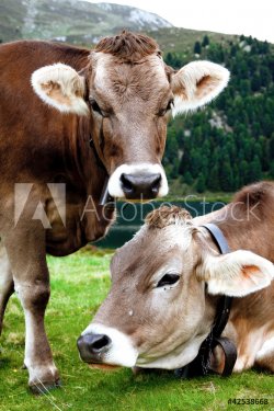 coppia di mucche al pascolo - 901099967